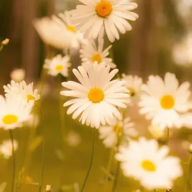 #37- CLEARANCE SALE* ALL SALES FINAL - @joanned88 #37- CLEARANCE SALE* ALL SALES FINAL - @joanned88